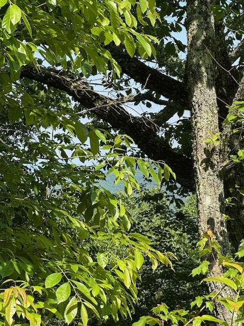 16AC Campbell Cove Crk, Turtletown, TN 37391
