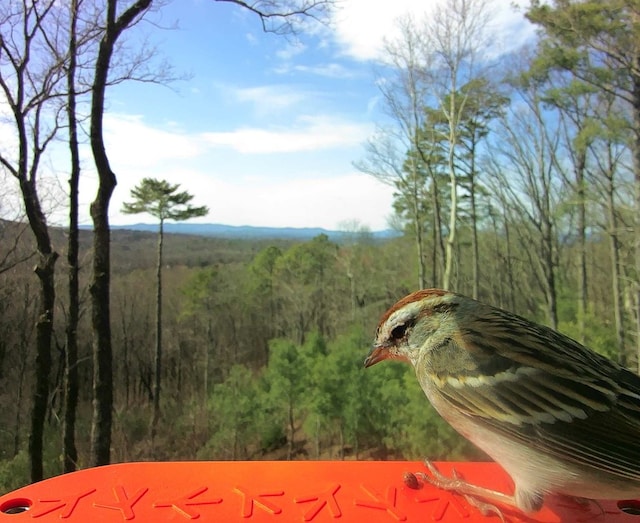 774 Hickory Ridge Dr, Ellijay, GA 30540 - exterior space with a forest view