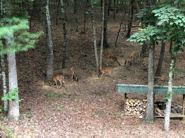 147 Blair Oaks Dr, Blairsville, GA 30512 - view of undeveloped land
