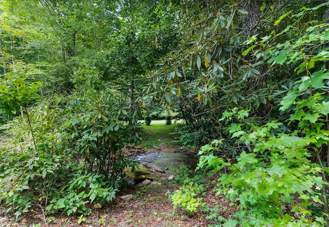 view of local wilderness