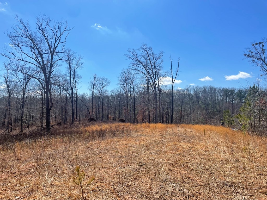 view of woods