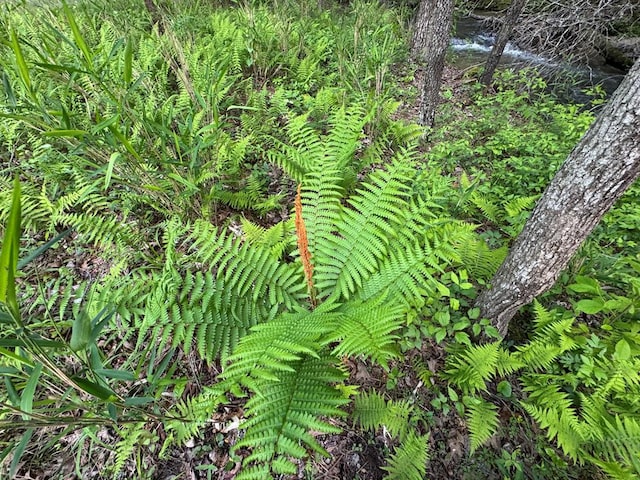 LT23, 24 Arbor Creek Trl, Mineral Bluff, GA 30559