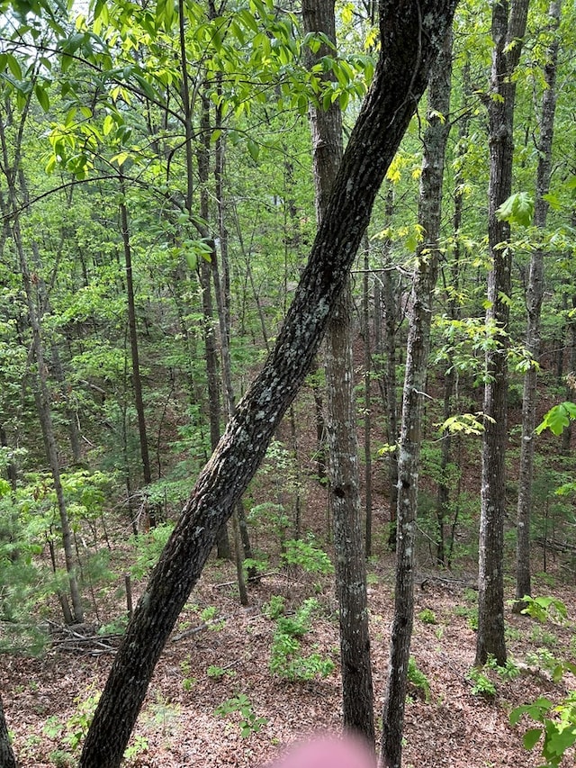 45 Settlers Crossing Way, Murphy, NC 28906 - view of local wilderness with a forest view