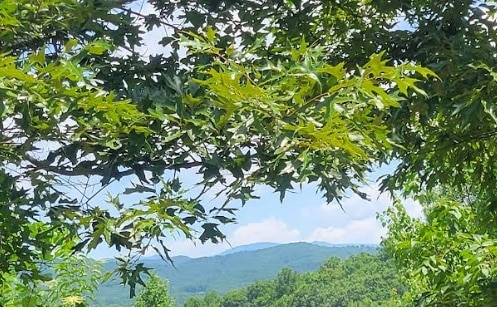 24 Mountain Knoll Ln, Warne, NC 28909
