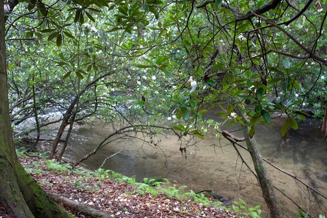 LOT3 Big Crk, Blue Ridge, GA 30513 - view of nature