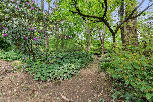 59 Tusquittee Creek Ln, Hayesville, NC 28904 - view of nature