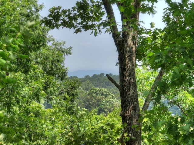 558 Tipton Springs Rd, Morganton, GA 30560 - view of tree filled area