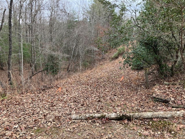 view of local wilderness