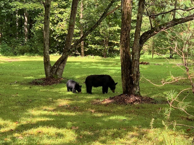 LOT104 High River Rd, Ellijay, GA 30540