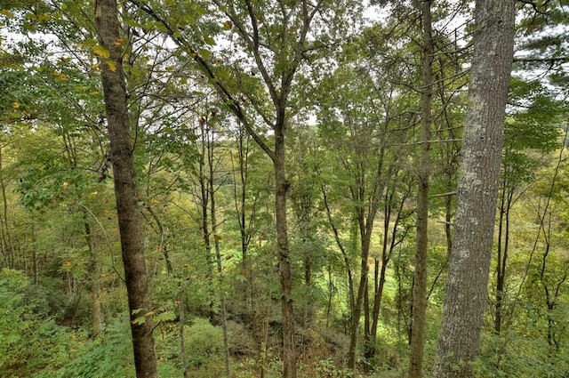 view of local wilderness