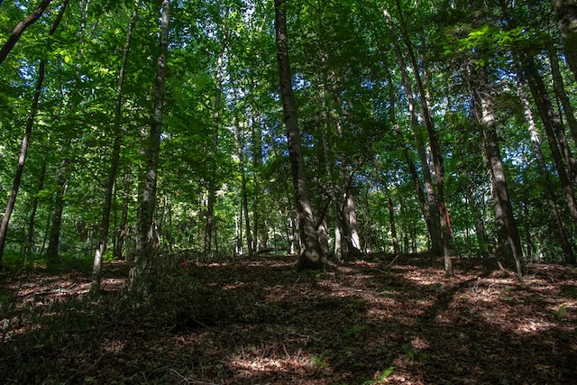 view of local wilderness