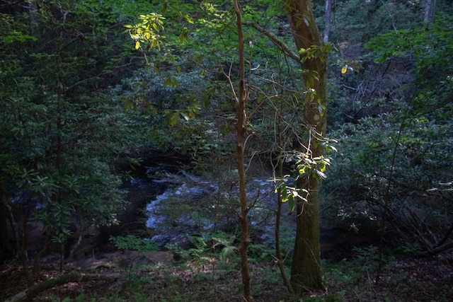 view of local wilderness