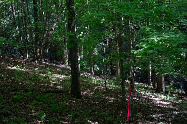 view of local wilderness