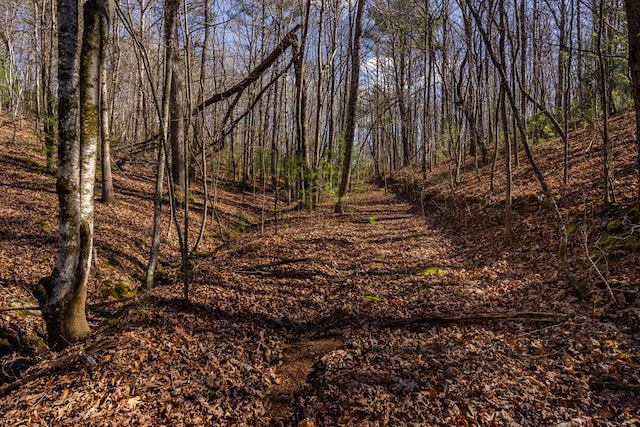 view of local wilderness