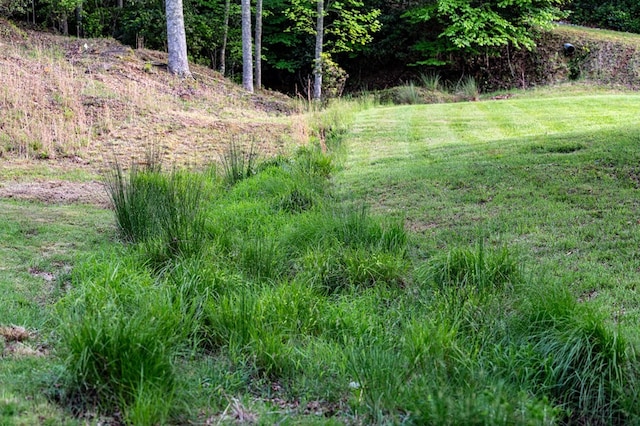 view of undeveloped land