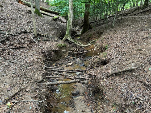 view of local wilderness