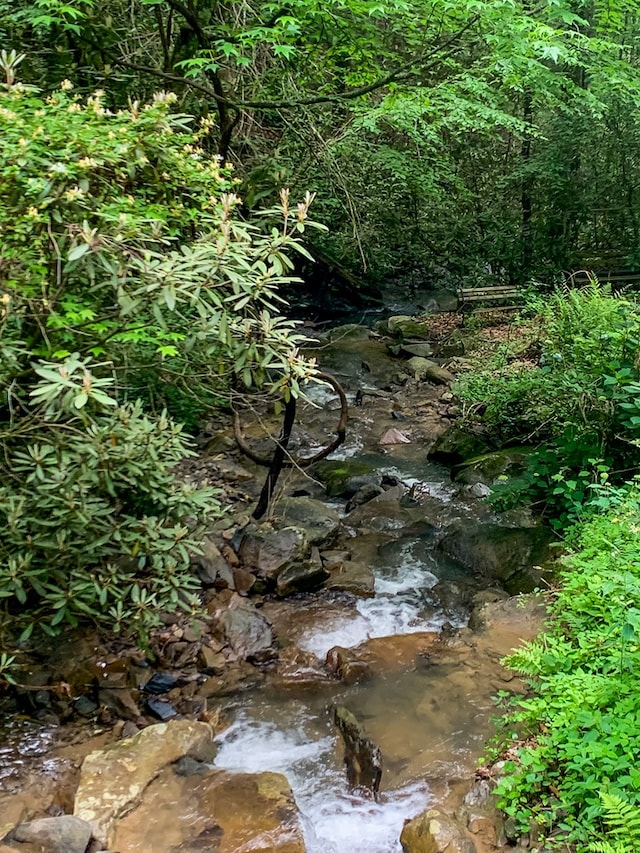 338 Canter Ct, Ellijay, GA 30540 - view of nature