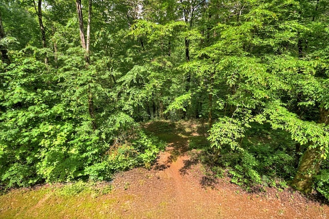 4527 Gates Chapel Rd, Ellijay, GA 30540 - view of tree filled area