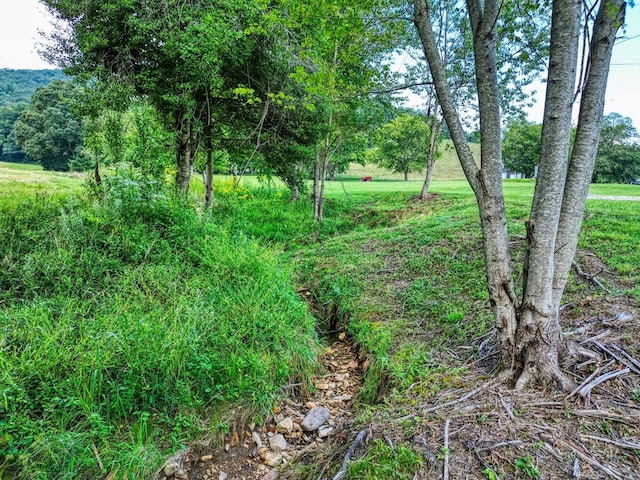 view of local wilderness
