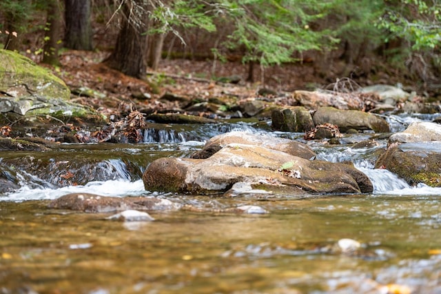 view of local wilderness