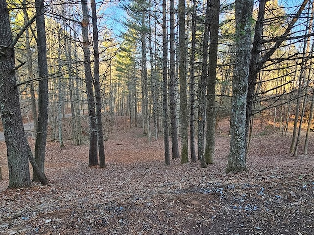 view of local wilderness