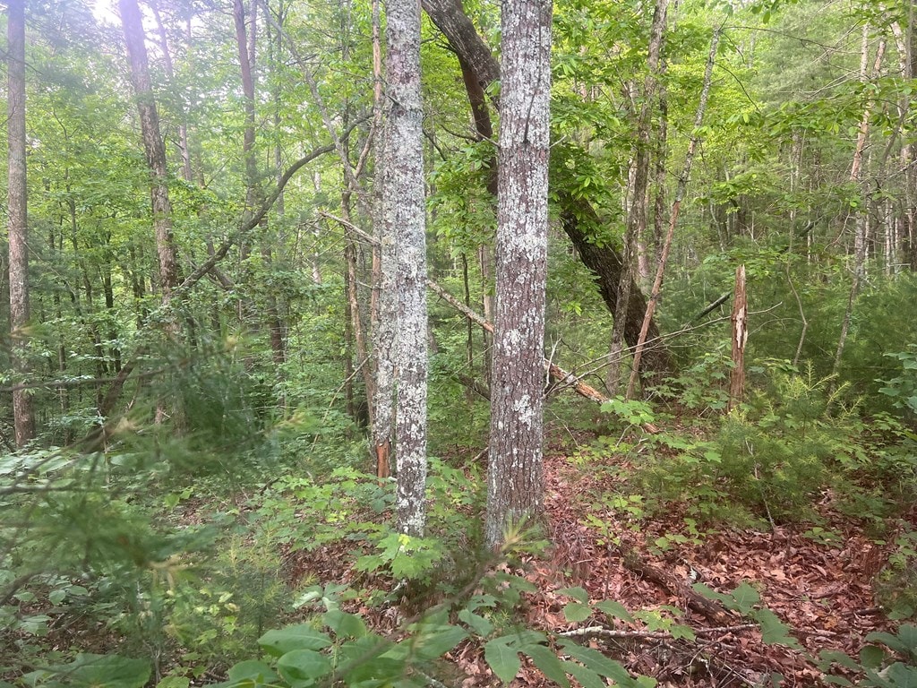 LOT100 Ashe Ct, Ellijay, GA 30540