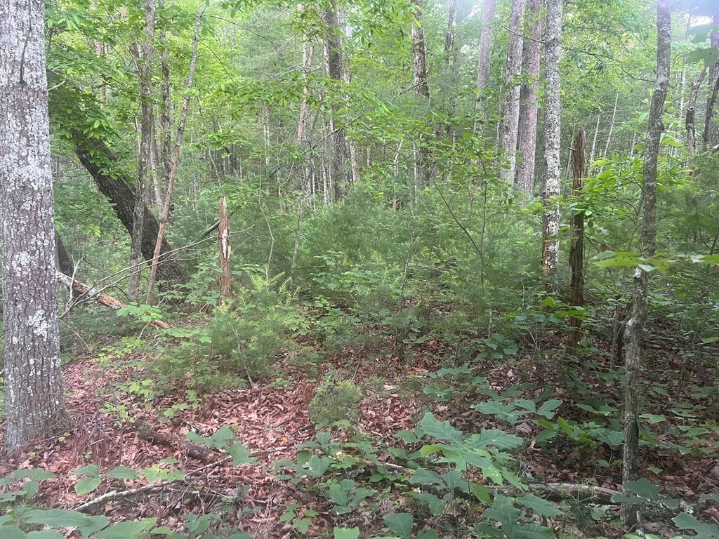 LOT100 Ashe Ct, Ellijay, GA 30540