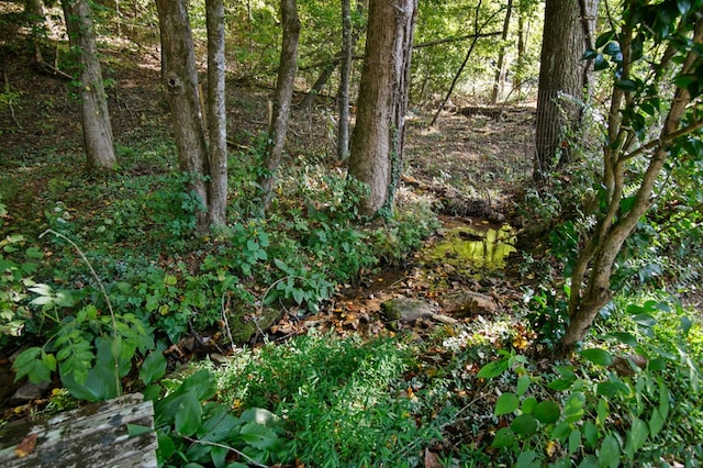 view of local wilderness