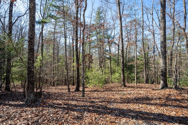 view of local wilderness