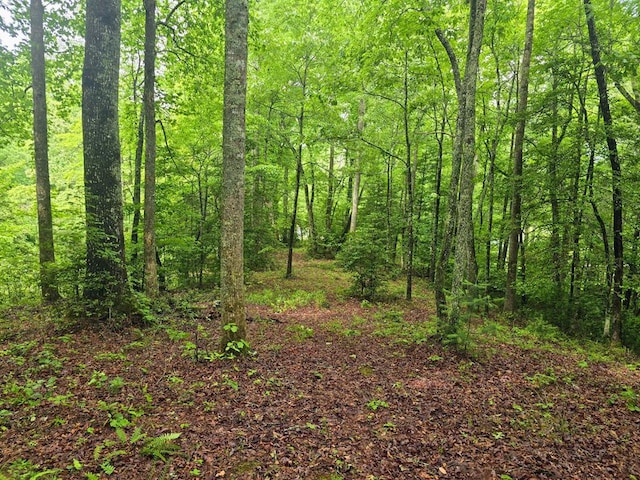 910 Sawyer Cove Rd, Hayesville, NC 28904 - view of woods