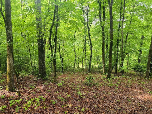 910 Sawyer Cove Rd, Hayesville, NC 28904 - view of woods