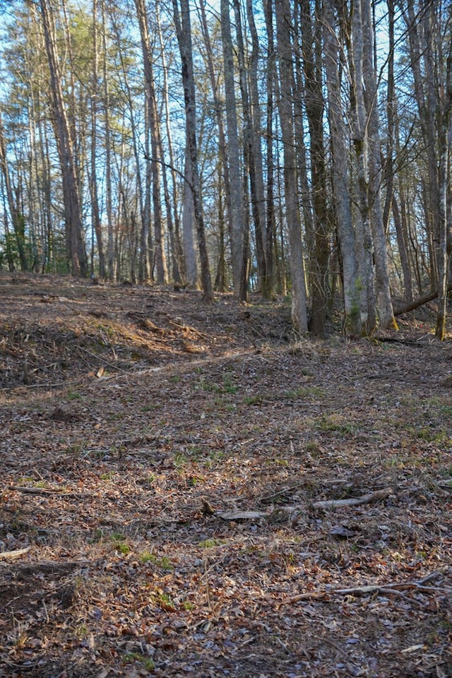 view of local wilderness