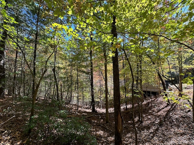 view of local wilderness