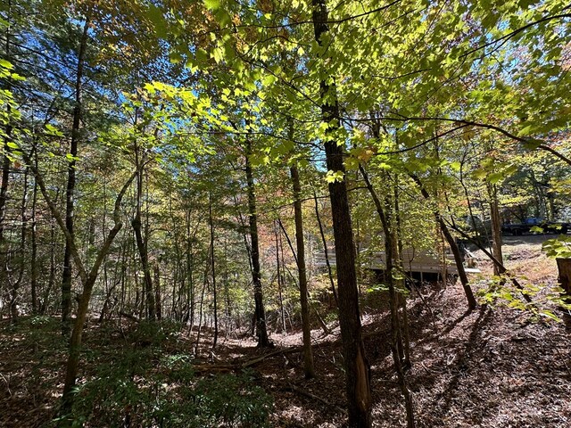 view of local wilderness