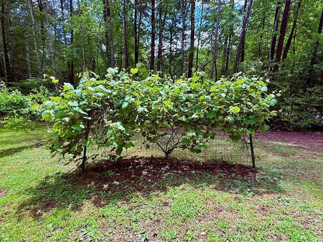 view of yard featuring a forest view