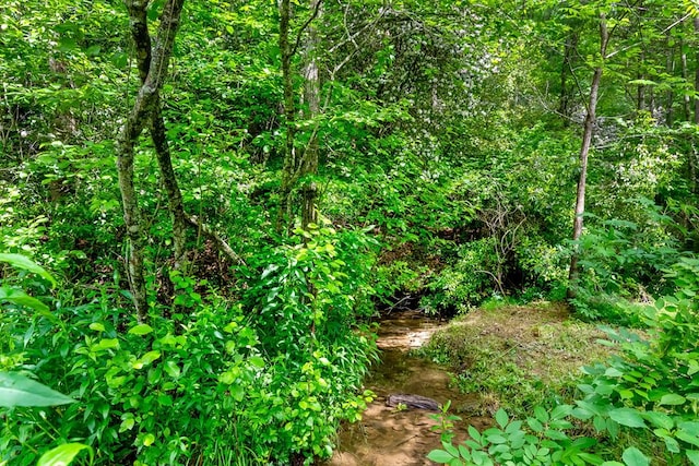 view of local wilderness