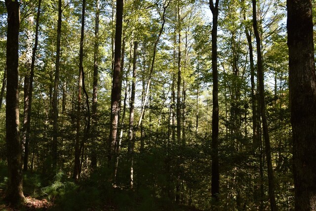 32.98AC Zion Hill Rd, Ellijay, GA 30540
