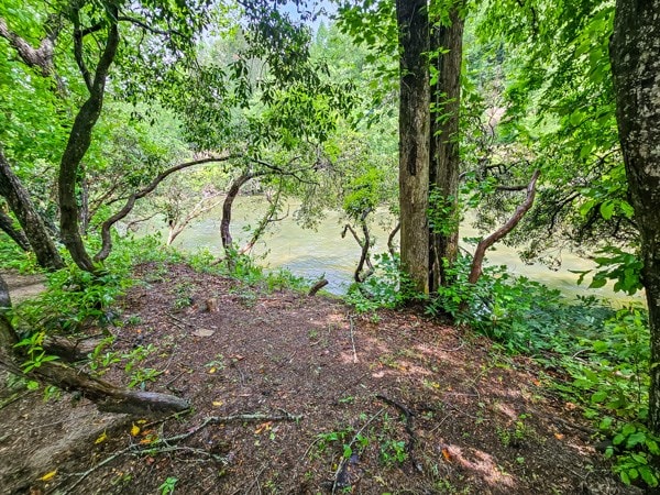 view of local wilderness