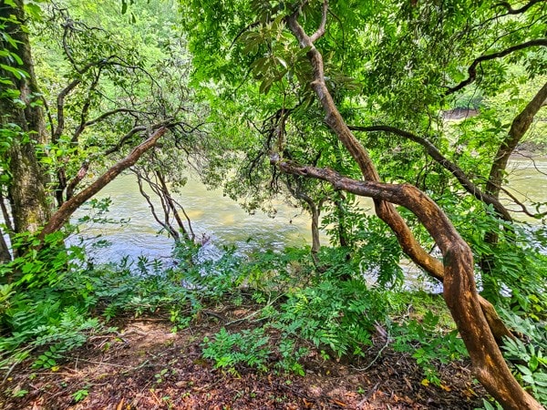 view of local wilderness
