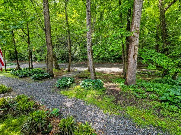 view of yard featuring a wooded view