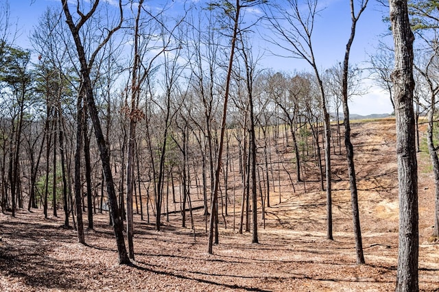 view of local wilderness