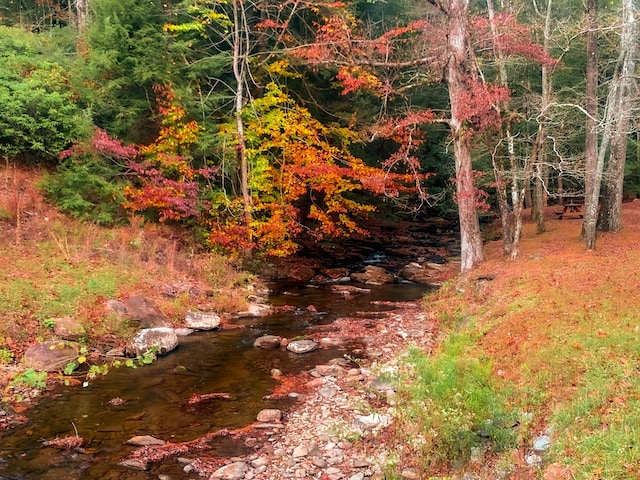 view of local wilderness