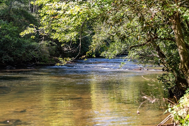 water view featuring a view of trees