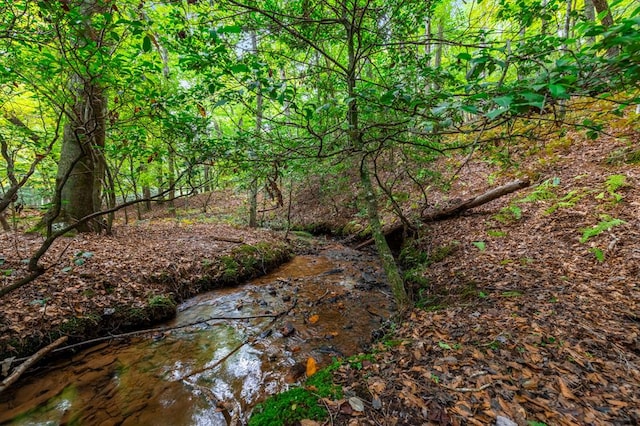 view of local wilderness featuring a view of trees