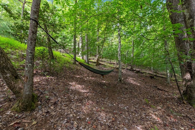 view of local wilderness with a wooded view