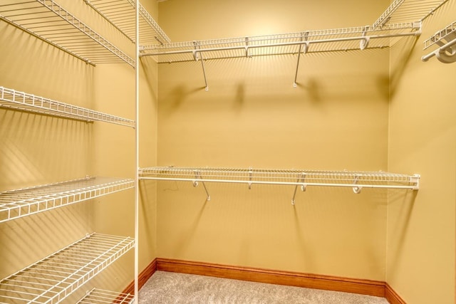 spacious closet featuring carpet flooring