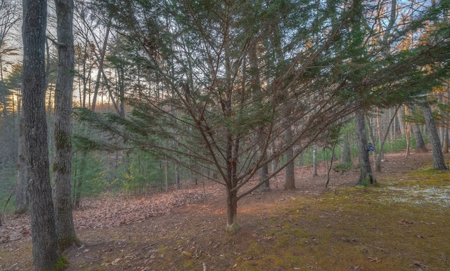 view of local wilderness