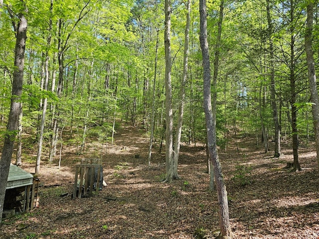 view of local wilderness