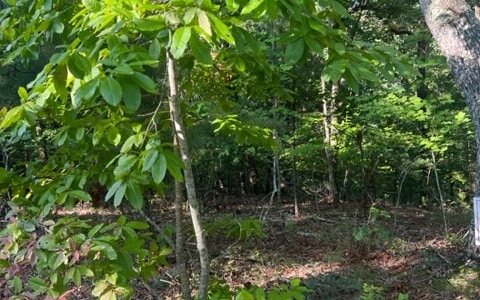 Listing photo 3 for LT32 Buck Creek Rd, Ellijay GA 30540