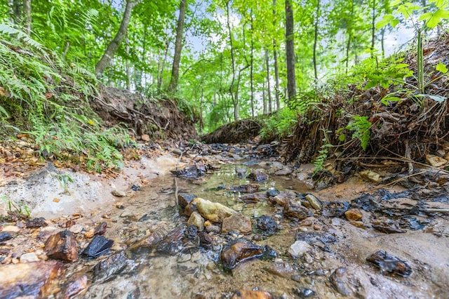view of local wilderness